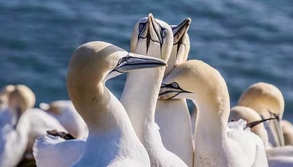 开云娱乐官网-曼联锋线连线默契，红魔军团力争欧冠，曼联球迷叫红魔