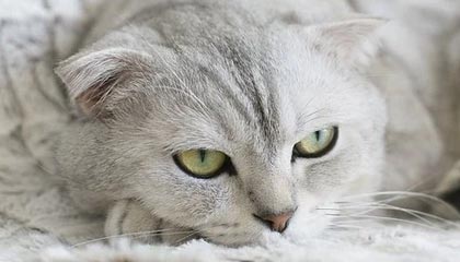 开云娱乐官网-曼联锋线连线默契，红魔军团力争欧冠，曼联球迷叫红魔